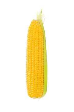 Corn Cob on white background