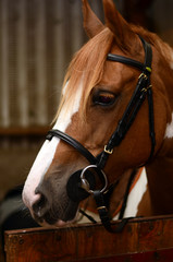 préparation du cheval