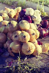 Naklejka na ściany i meble onion harvest