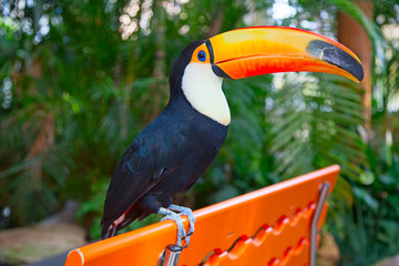 Colorful tucan