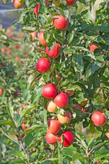 Apple garden