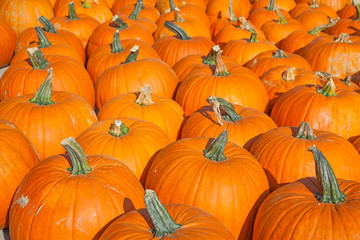 Colorful pumpkins