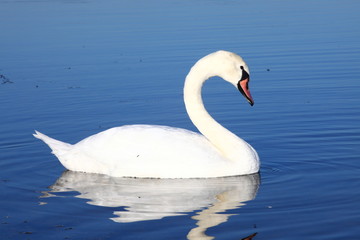 Obraz premium Schwan in der Natur