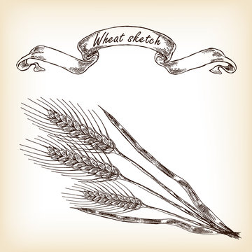 Bakery sketch.Hand drawn illustration of wheat