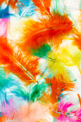 Colorful feathers
