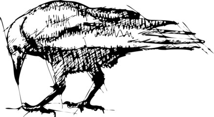 Crows vector Pen Drawing