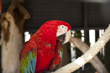 Red Scarlet Macaw Portrait