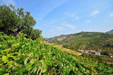 Fototapeta na wymiar Douro Valley, Weinberge + Olivenbäume Peso da Regua, Portugal