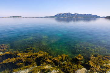 Norwegian sea flora