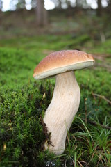 Mushroom in forest