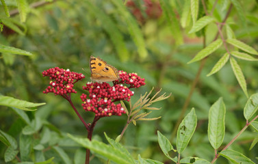 Yellow butterfly perched on a flower