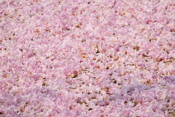 Texture of full pink tabebuia flower on the pond.