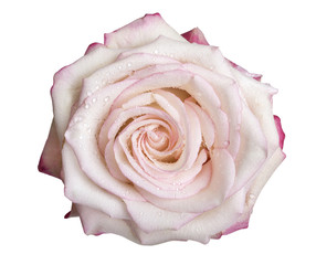 Rosa bianca con rugiada sui petali
