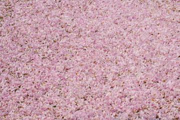 Texture of full pink tabebuia flower on the pond.