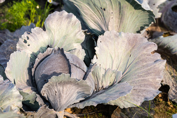 Fototapeta na wymiar Growing Red Cabbage plant form close