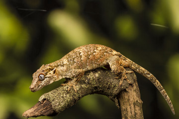 Obraz premium Gargoyle Gecko (Rhacodactylus auriculatus) in profile