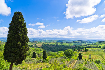 Hills, vineyards and cypress trees, Tuscany near San Gimignano