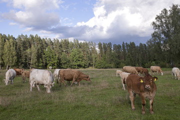 Fototapeta na wymiar Panorama with cattle