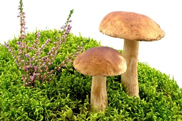 boletus