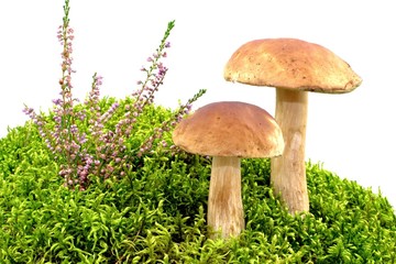 boletus