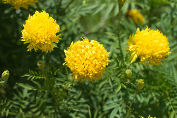 Yellow Flower Marigold