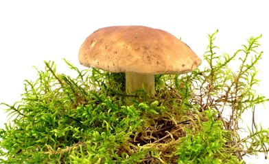 boletus