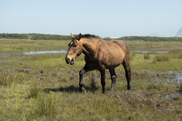 Wild horse walking © elsahoffmann