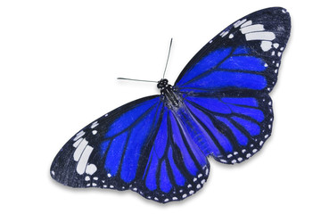 Fototapeta na wymiar blue butterfly