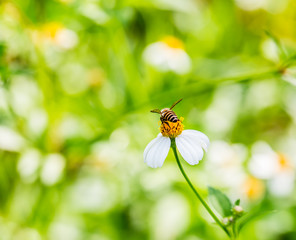 closeup grass flower