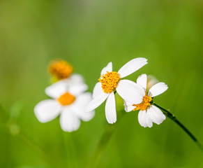 closeup grass flower