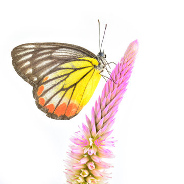 beautiful yellow butterfly on flower