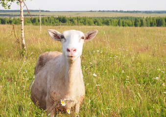 Fototapeta premium Sheep on the field