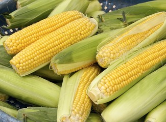 The crops of corn for sale at market