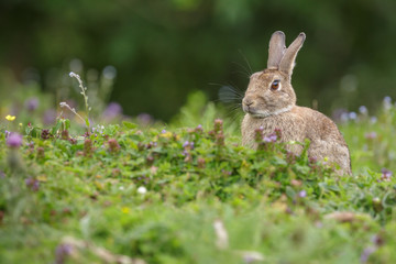 Wild rabbit, UK