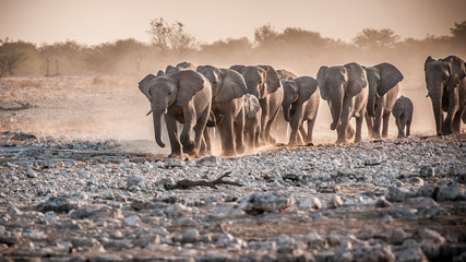 Elefanten Herde