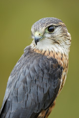 Merlin portrait