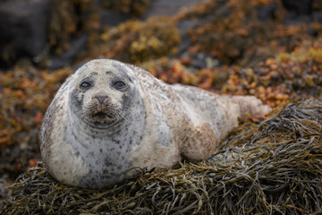 Naklejka premium Seal on coastal rocks