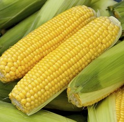 The crops of corn for sale at market