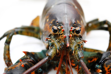 Close Up of the Face of a Live Lobster