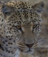 Leopard in Namibia, safari in Africa