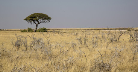 Panorama with  acacia in Namibia, Africa