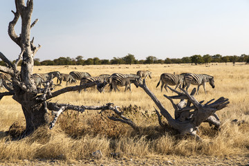 Zebras in Namibia, Africa