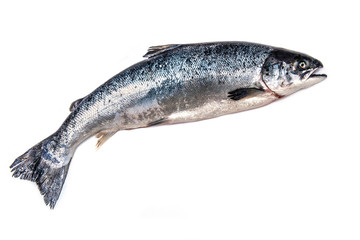 Atlantic Salmon (Salmo solar) whole fish.