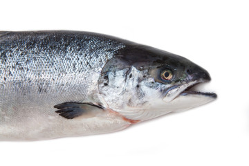 Atlantic Salmon (Salmo solar) whole fish.