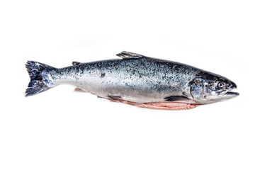 Atlantic Salmon (Salmo solar) whole fish.