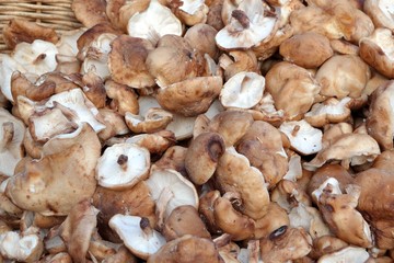 Champignons shiitake en vrac