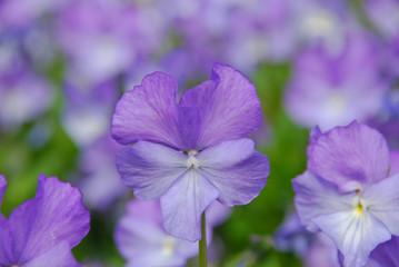 Lilac Viola