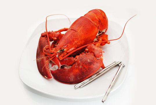 Eating a Nutritional Fresh Cooked Whole Lobster