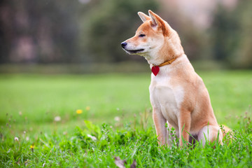 Shiba Inu