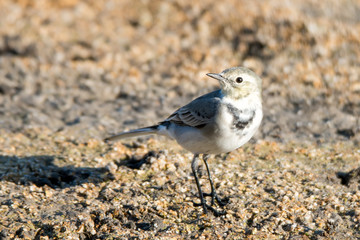 White wagtail